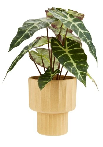 Plante Artificielle MARIUS Ø38xH42cm 5 Plante Artificielle MARIUS Ø38xH42cm – Image 5