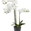 Plante Artificielle MATINUS H62cm A/fleurs